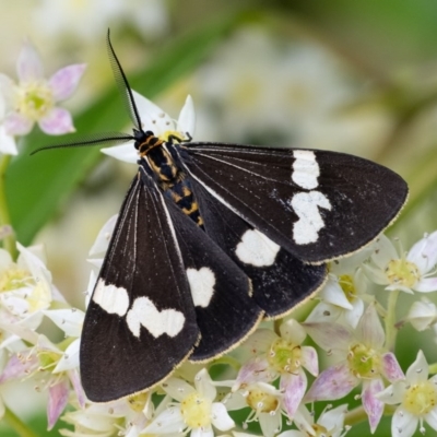 Nyctemera amicus (Senecio Moth, Magpie Moth, Cineraria Moth) at Acton, ACT - 16 Dec 2020 by WHall