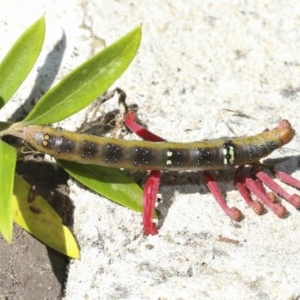 Oenochroma vinaria at Higgins, ACT - 20 Dec 2020