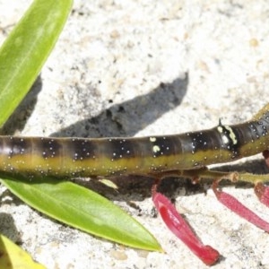 Oenochroma vinaria at Higgins, ACT - 20 Dec 2020