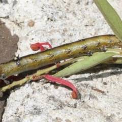 Oenochroma vinaria at Higgins, ACT - 20 Dec 2020