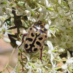 Neorrhina punctatum (Spotted flower chafer) at Tuggeranong Hill - 20 Dec 2020 by owenh