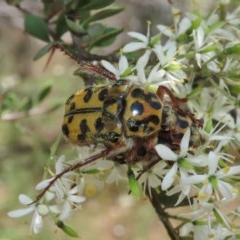 Neorrhina punctata at Theodore, ACT - 20 Dec 2020