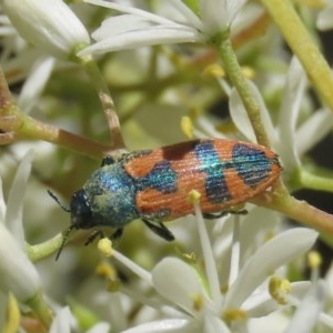 Castiarina hilaris at Theodore, ACT - 20 Dec 2020