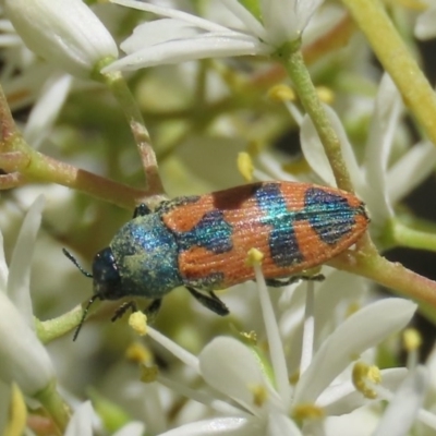 Castiarina hilaris (A jewel beetle) at Tuggeranong Hill - 20 Dec 2020 by owenh