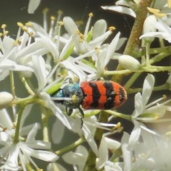 Castiarina crenata (Jewel beetle) at Theodore, ACT - 20 Dec 2020 by Owen