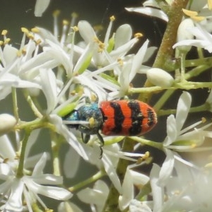 Castiarina crenata at Theodore, ACT - 20 Dec 2020