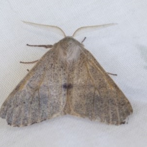 Arhodia lasiocamparia at Holt, ACT - 20 Dec 2020