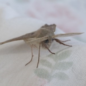 Arhodia lasiocamparia at Holt, ACT - 20 Dec 2020