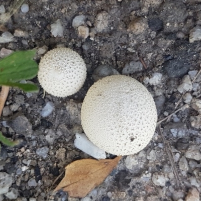 zz puffball at Paddys River, ACT - 20 Dec 2020 by trevorpreston