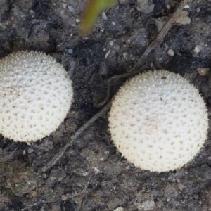 zz puffball at Paddys River, ACT - 20 Dec 2020 01:56 PM