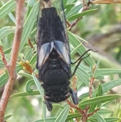 Yoyetta denisoni (Black Firetail Cicada) at Paddys River, ACT - 20 Dec 2020 by trevorpreston