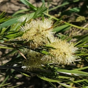 Callistemon sieberi at Paddys River, ACT - 20 Dec 2020