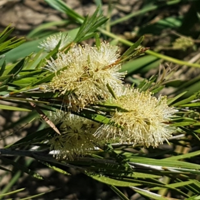 Callistemon sieberi (River Bottlebrush) at Point Hut to Tharwa - 20 Dec 2020 by trevorpreston