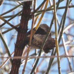 Ogyris abrota (Dark Purple Azure) at Tuggeranong Hill - 20 Dec 2020 by owenh