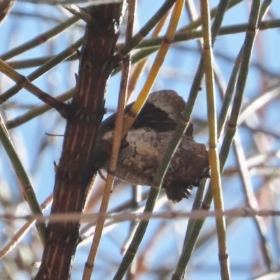 Ogyris abrota (Dark Purple Azure) at Theodore, ACT - 20 Dec 2020 by OwenH