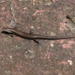 Lampropholis delicata (Delicate Skink) at Pambula Beach, NSW - 20 Dec 2020 by Kyliegw