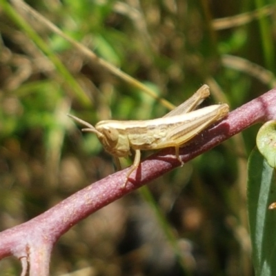 Bermius brachycerus (A grasshopper) at Paddys River, ACT - 20 Dec 2020 by tpreston