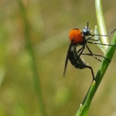 Cabasa pulchella (Robber fly) at Paddys River, ACT - 20 Dec 2020 by tpreston