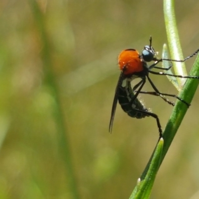 Cabasa pulchella (Robber fly) at Paddys River, ACT - 20 Dec 2020 by trevorpreston