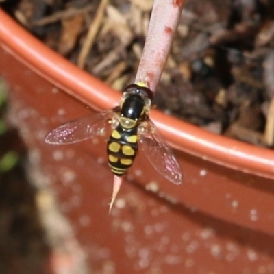 Simosyrphus grandicornis (Common hover fly) at Pambula Beach, NSW - 20 Dec 2020 by Kyliegw
