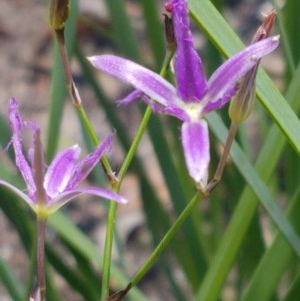 Thysanotus tuberosus subsp. tuberosus at Paddys River, ACT - 20 Dec 2020 02:12 PM