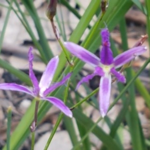 Thysanotus tuberosus subsp. tuberosus at Paddys River, ACT - 20 Dec 2020 02:12 PM