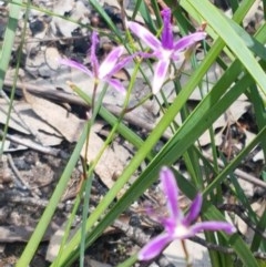 Thysanotus tuberosus subsp. tuberosus at Paddys River, ACT - 20 Dec 2020 02:12 PM