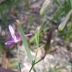 Thysanotus tuberosus subsp. tuberosus at Paddys River, ACT - 20 Dec 2020 02:12 PM