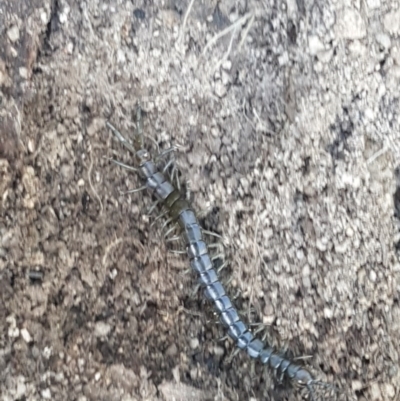 Scolopendromorpha (order) (A centipede) at Namadgi National Park - 20 Dec 2020 by trevorpreston