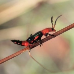 Melyridae (family) at Aranda, ACT - 19 Dec 2020