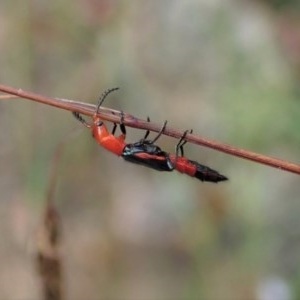 Melyridae (family) at Aranda, ACT - 19 Dec 2020