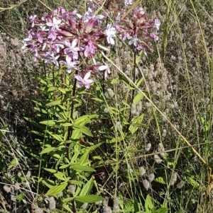 Saponaria officinalis at Paddys River, ACT - 20 Dec 2020