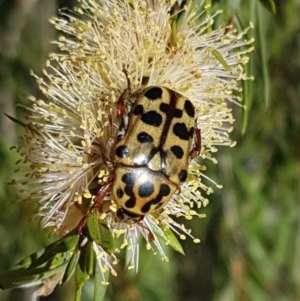 Neorrhina punctata at Paddys River, ACT - 20 Dec 2020