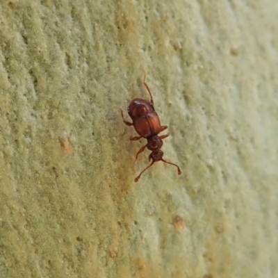 Pselaphinae (subfamily) (Pselaphine rove beetle) at Aranda Bushland - 18 Dec 2020 by CathB