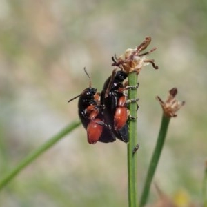 Arsipoda holomelaena at Cook, ACT - 14 Dec 2020