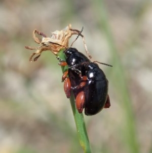 Arsipoda holomelaena at Cook, ACT - 14 Dec 2020