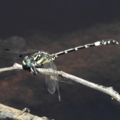Austroepigomphus praeruptus (Twin-spot Hunter) at Forde, ACT by JohnBundock