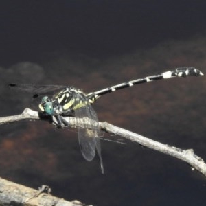 Austroepigomphus praeruptus at suppressed - suppressed