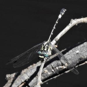 Austroepigomphus praeruptus at suppressed - suppressed