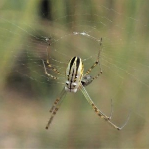 Leucauge dromedaria at Aranda, ACT - 19 Dec 2020 08:44 AM