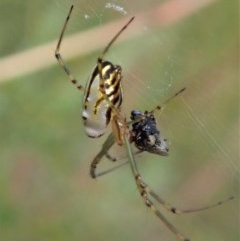 Leucauge dromedaria at Aranda, ACT - 19 Dec 2020 08:44 AM