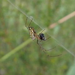 Leucauge dromedaria at Aranda, ACT - 19 Dec 2020