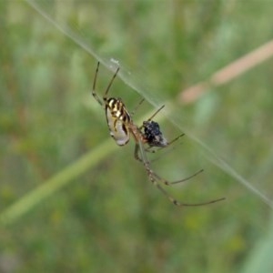 Leucauge dromedaria at Aranda, ACT - 19 Dec 2020 08:44 AM