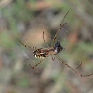 Leucauge dromedaria at Aranda, ACT - 19 Dec 2020 08:44 AM