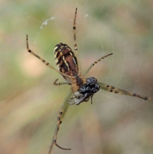 Leucauge dromedaria at Aranda, ACT - 19 Dec 2020 08:44 AM