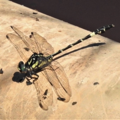 Austroepigomphus praeruptus (Twin-spot Hunter) at Forde, ACT by JohnBundock