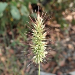 Echinopogon sp. (Hedgehog Grass) at Aranda, ACT - 18 Dec 2020 by CathB