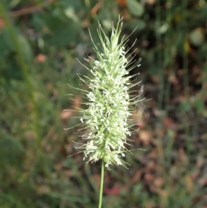 Echinopogon sp. at Aranda, ACT - 19 Dec 2020