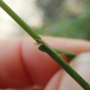 Echinopogon sp. at Aranda, ACT - 19 Dec 2020