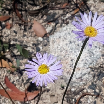 Brachyscome spathulata (Coarse Daisy, Spoon-leaved Daisy) at Paddys River, ACT - 20 Dec 2020 by tpreston